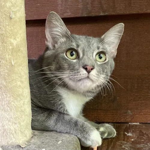 A young small-sized female Tabby (Gray / Blue / Silver) Tabby cat named Leia for adoption in Knoxville, TN