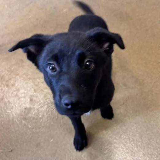 A baby small-sized female Labrador Retriever dog named Bear for adoption in San Antonio, TX