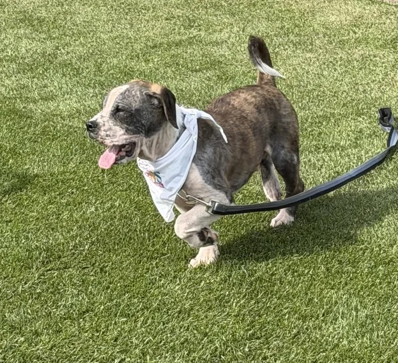 An adult large-sized male Boxer dog named Bubba for adoption in Scranton, PA