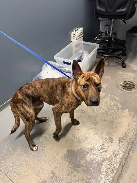 A young medium-sized male Dutch Shepherd dog named Blitz for adoption in Tallahassee, FL