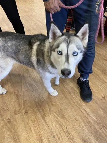 An adult large-sized female Siberian Husky dog named Luna for adoption in Phoenix, AZ