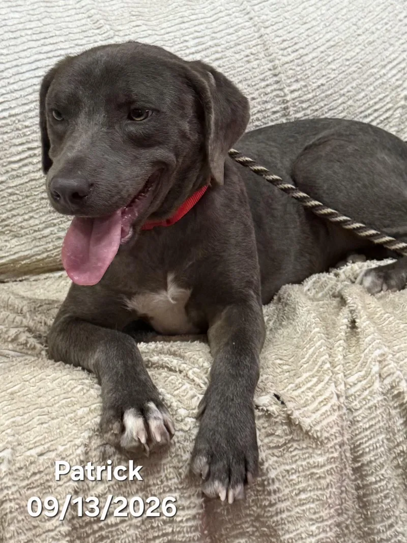 A baby medium-sized male Brown / Chocolate Beagle dog named Patrick for adoption in Warren, RI