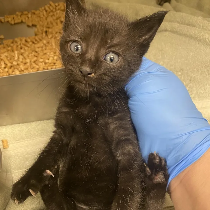 A baby small-sized male Black Domestic Short Hair cat named 71004 for adoption in Harrisonburg, VA
