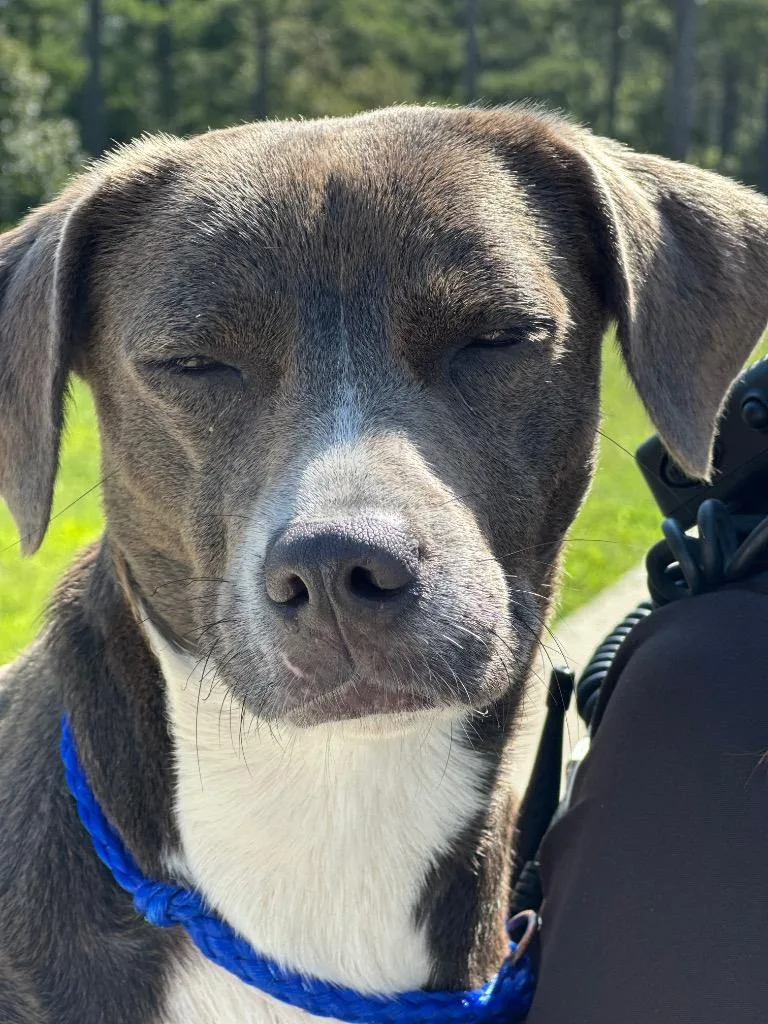 A young medium-sized female Mixed Breed dog named Pepino for adoption in Rome, GA