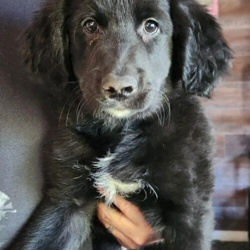 A baby small-sized female Black Golden Retriever dog named Sterling for adoption in Twin lakes, WI
