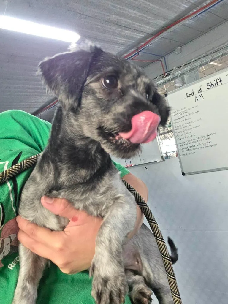 An adult small-sized female Shih Tzu dog named Zoey for adoption in Warren, MI