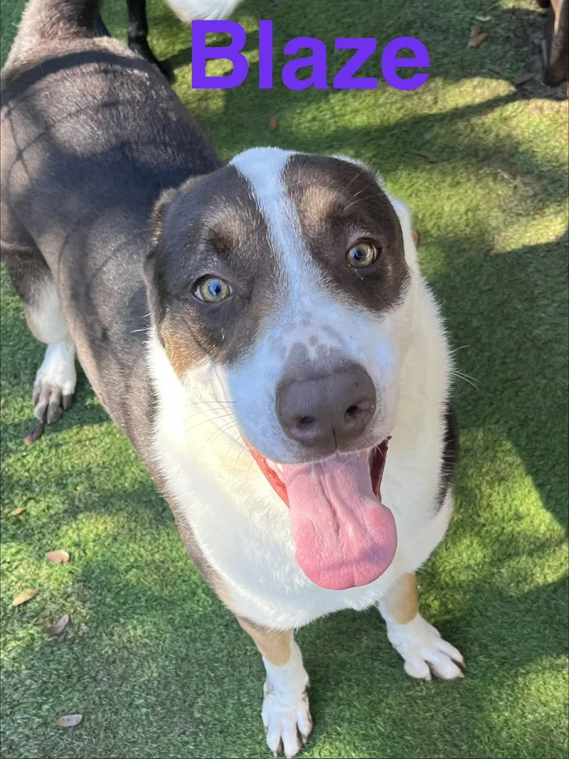 An adult large-sized male Australian Cattle Dog / Blue Heeler dog named Blaze for adoption in Pipe Creek, TX