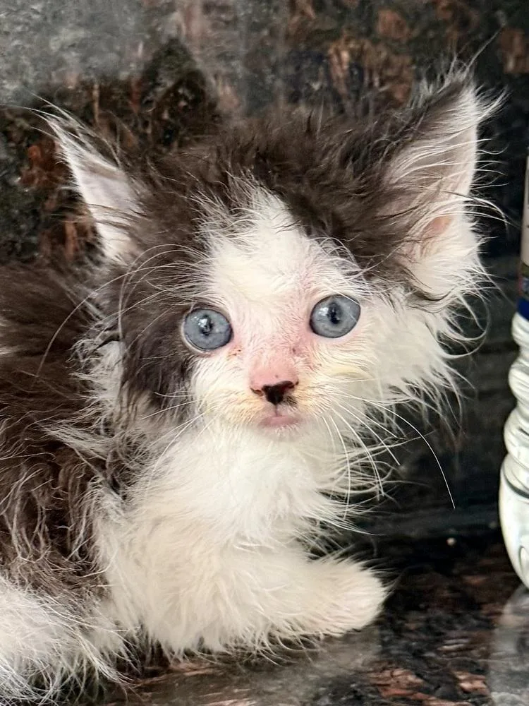 A baby medium-sized female Black & White / Tuxedo Domestic Long Hair cat named Lungs Bonded Pair for adoption in Chicago, IL