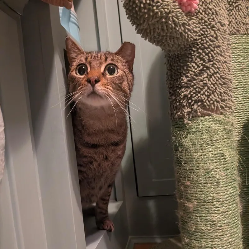 A young medium-sized female Brown / Chocolate Domestic Short Hair cat named Markie for adoption in Fort Belvoir, VA
