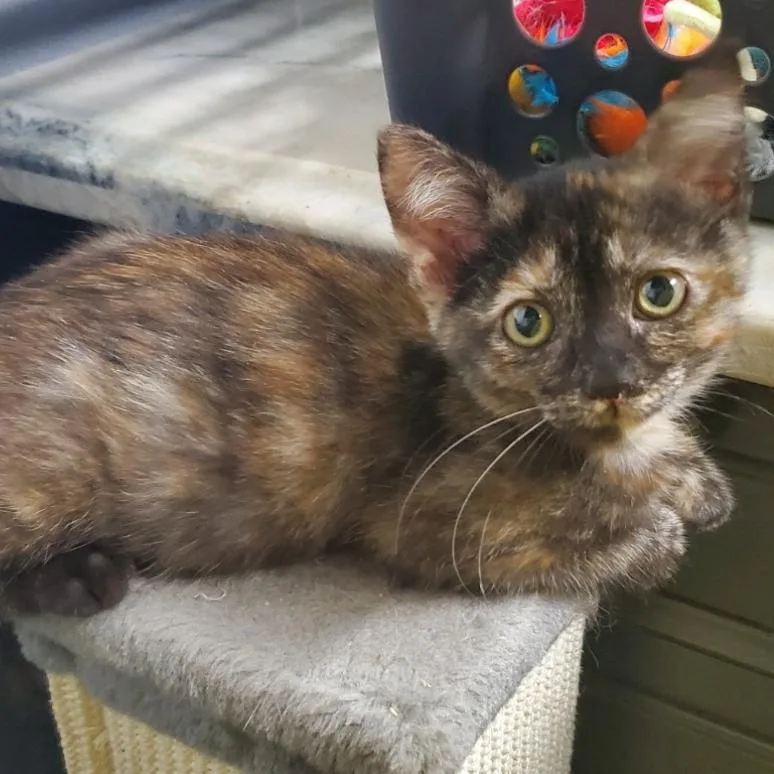 A baby small-sized female Torbie Domestic Short Hair cat named Eureka for adoption in Westminster, CA
