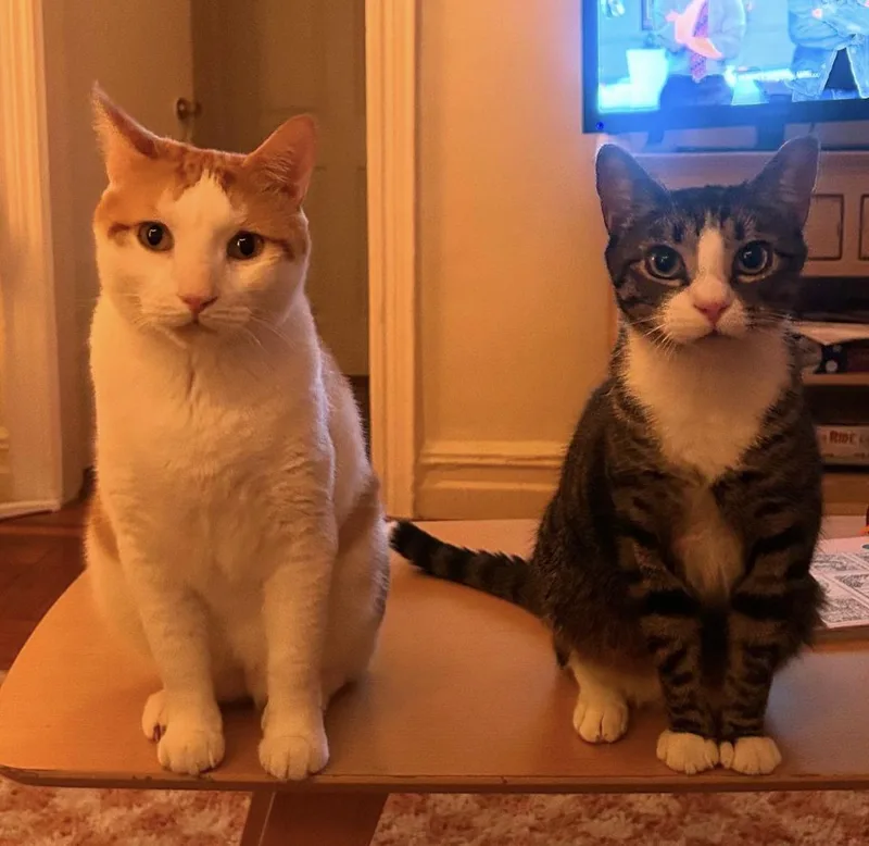 Tony And Ferris thumbnail 2