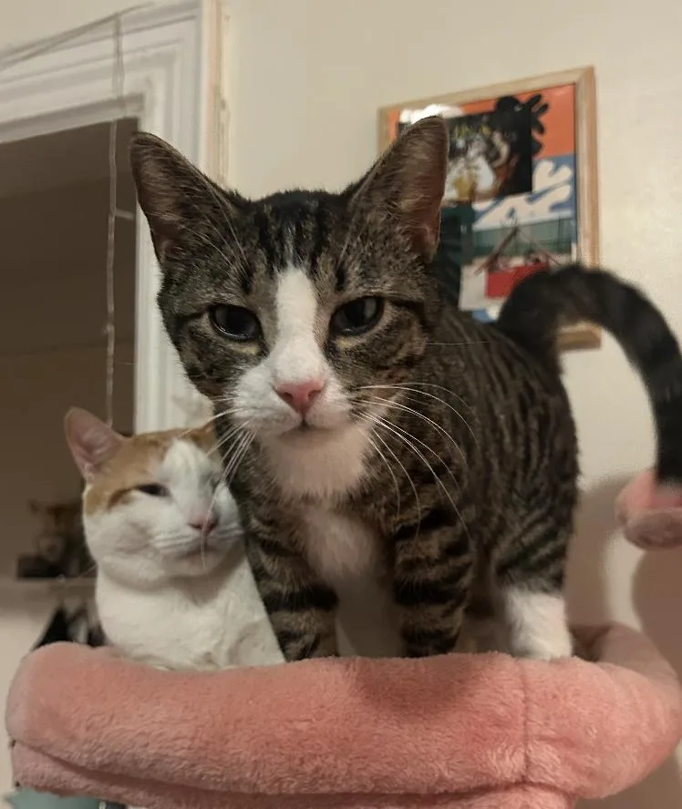 Tony And Ferris thumbnail 3