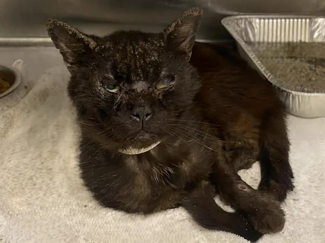 An adult small-sized male Domestic Short Hair cat named Boris for adoption in Tustin, CA