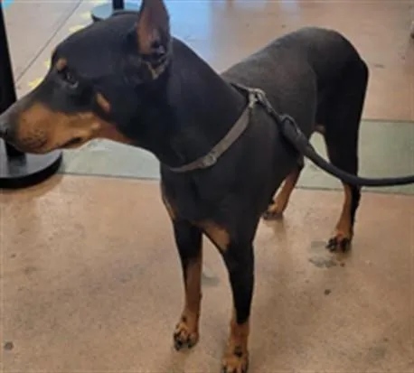 An adult medium-sized female Doberman Pinscher dog named Swift for adoption in Van Nuys, CA