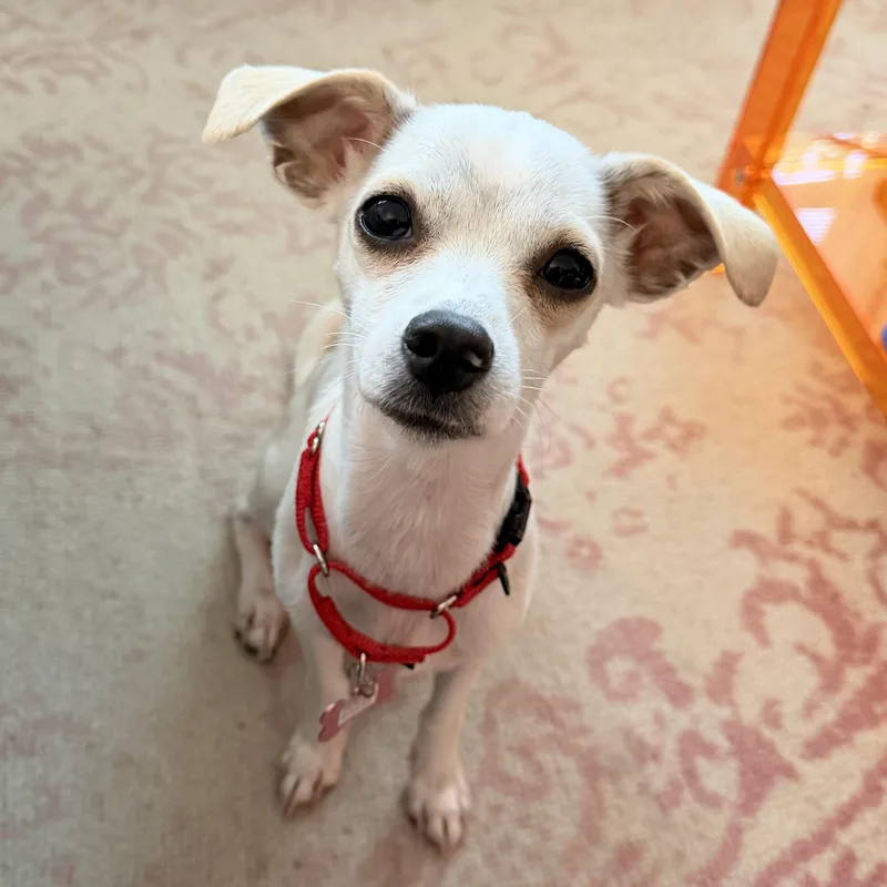 A young small-sized female White / Cream Chihuahua dog named Godsey for adoption in Brooklyn, NY