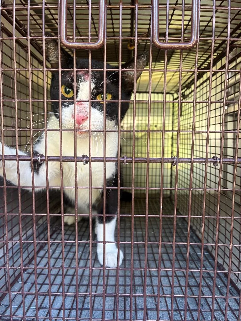 A young medium-sized male Domestic Short Hair cat named Smough for adoption in New Braunfels, TX