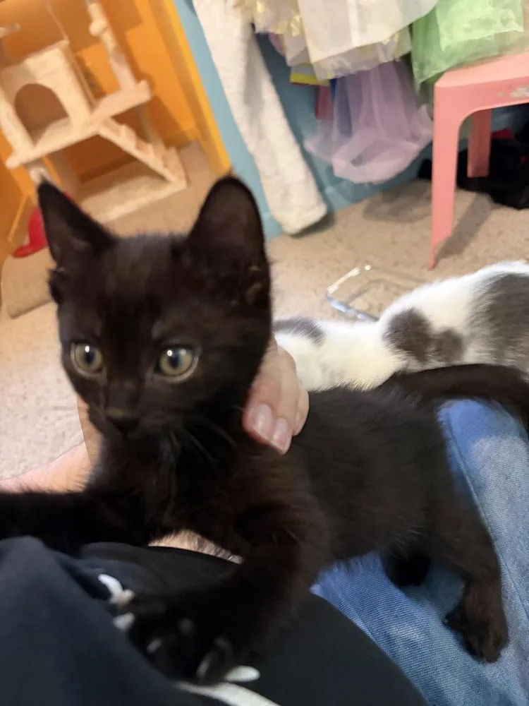 A baby medium-sized female Black Domestic Short Hair cat named Cinna for adoption in Clinton Township, MI
