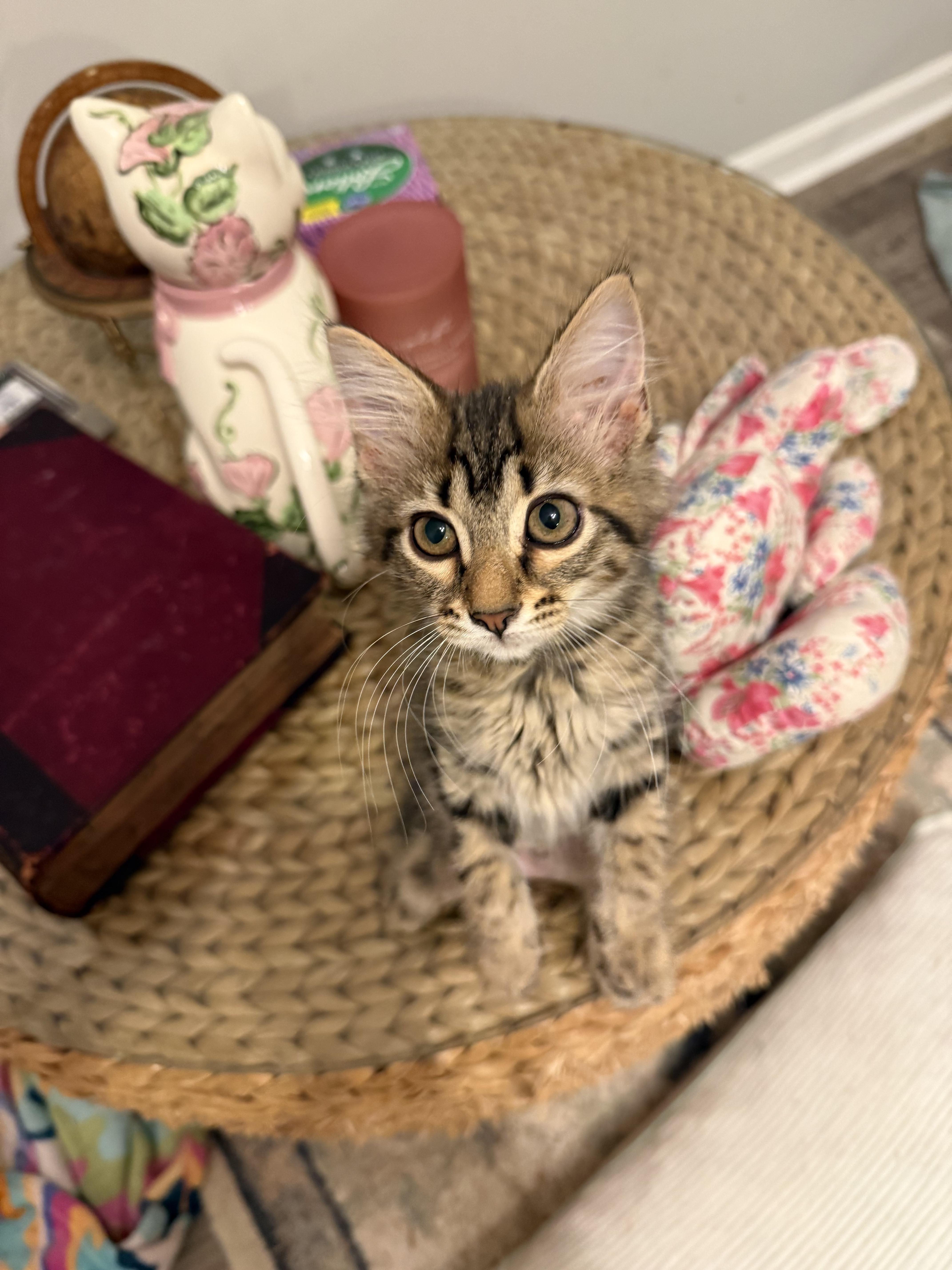 A young medium-sized female Tabby (Brown / Chocolate) Domestic Long Hair cat named Buttercup for adoption in Woodstock, GA