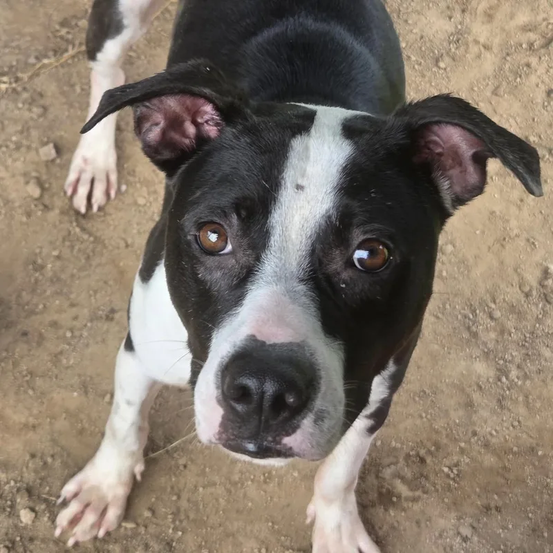 An adult medium-sized male Black Pit Bull Terrier dog named Zeb for adoption in Columbia, SC