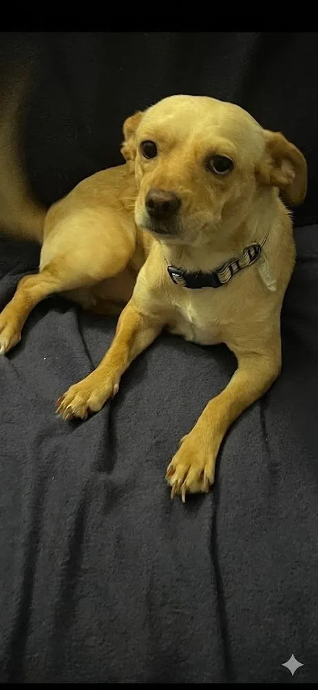 A young small-sized female Chihuahua dog named Sandy for adoption in Willingboro, NJ