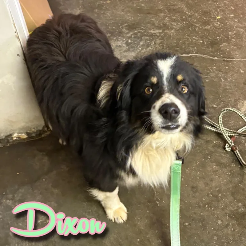 An adult large-sized male Australian Shepherd dog named Dixon for adoption in Hillsboro, OH