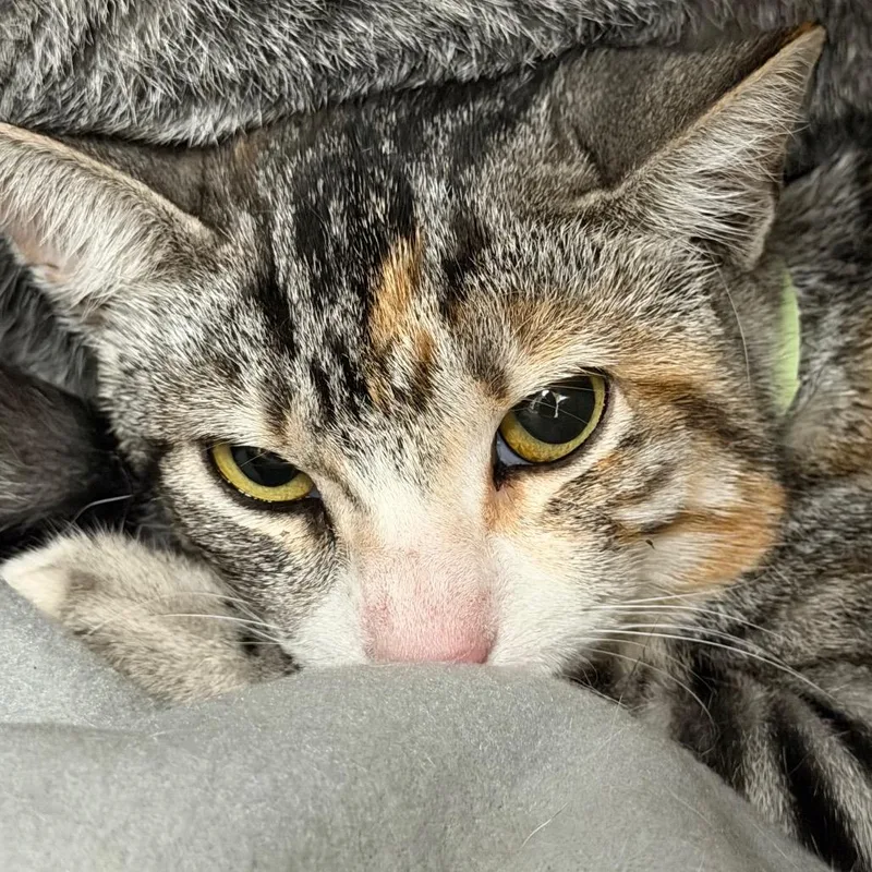 A young medium-sized female Domestic Short Hair cat named Abbey Bominable for adoption in Santa Barbara, CA