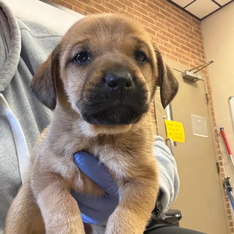 A baby small-sized male Brown / Chocolate Terrier dog named Judd for adoption in Birmingham, AL