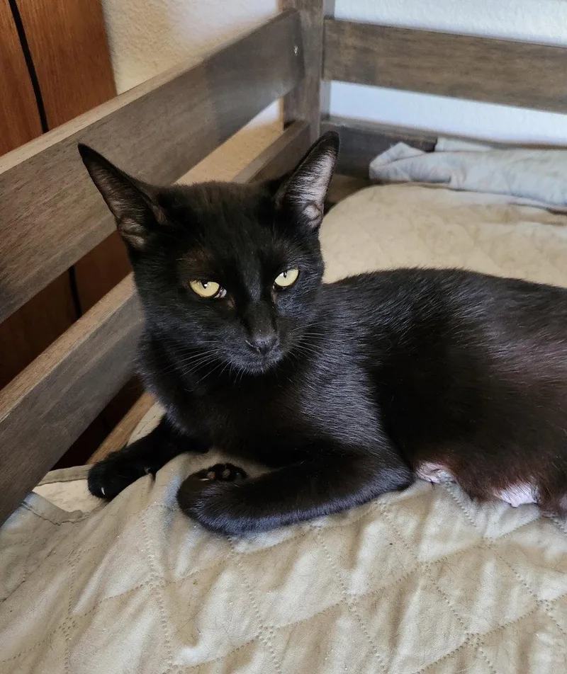 An adult medium-sized female Black Domestic Short Hair cat named Soleil for adoption in Riverside, CA