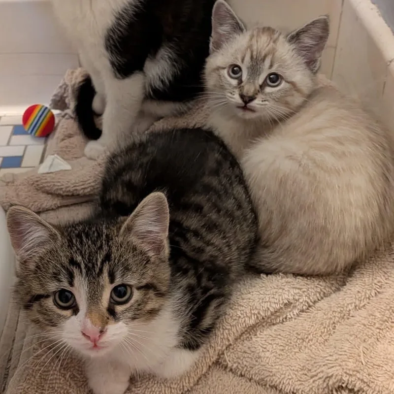 A baby medium-sized male Tabby (Brown / Chocolate) American Shorthair cat named Tofu And Miso for adoption in Wadsworth, IL