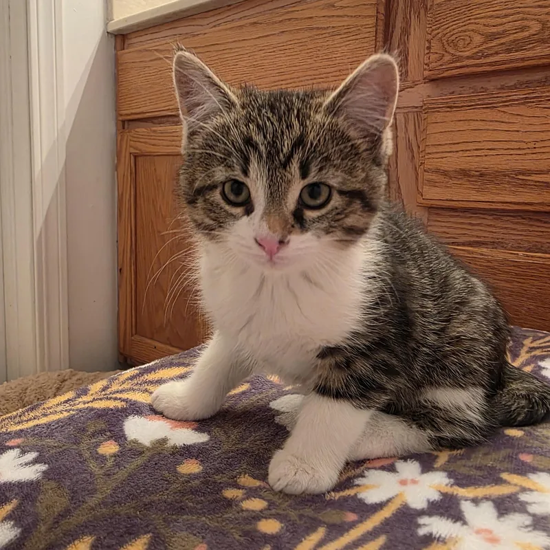 Tofu And Miso thumbnail 3