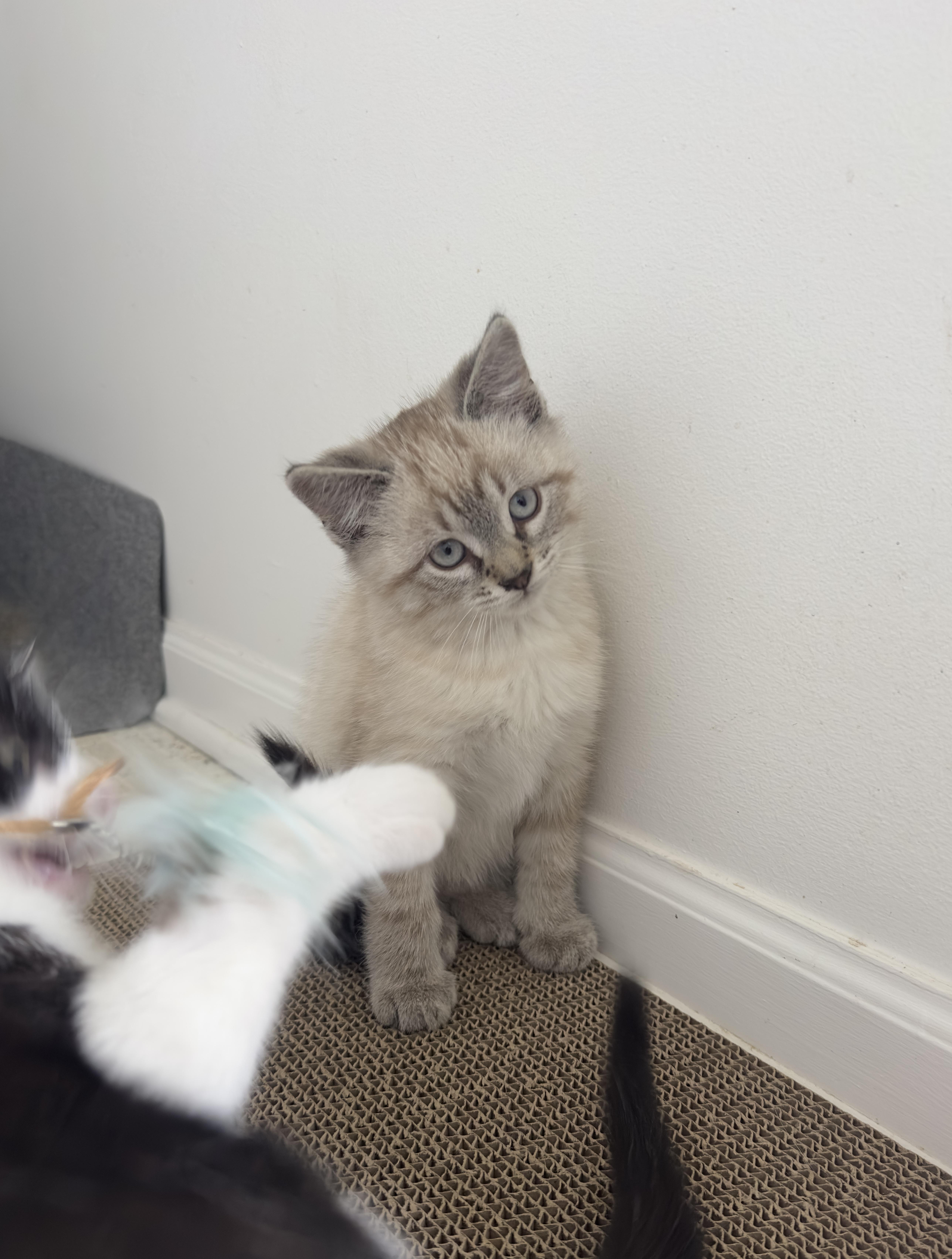 Tofu And Miso thumbnail 5