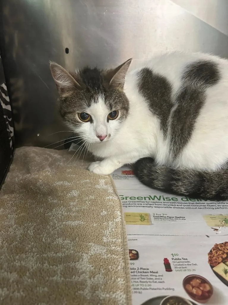 An adult large-sized female Domestic Short Hair cat named Itty Bitty for adoption in Chickamauga , GA