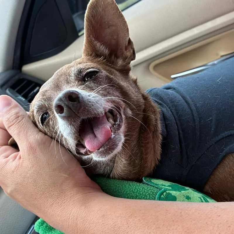 An adult small-sized female Brown / Chocolate Chihuahua dog named Jenny for adoption in CORPUS CHRISTI, TX