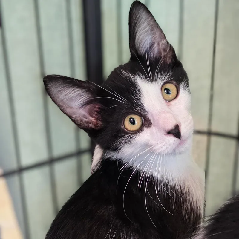 A baby medium-sized male Black & White / Tuxedo Domestic Short Hair cat named Rusty for adoption in Gainesville, TX