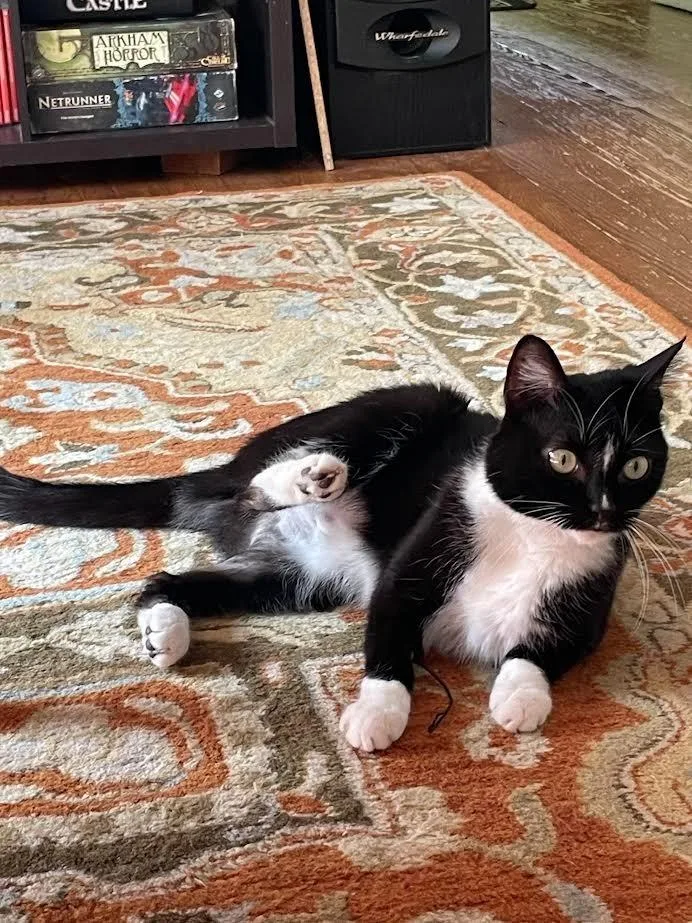An adult medium-sized male Domestic Short Hair cat named Wilbur for adoption in Bloomington, IN