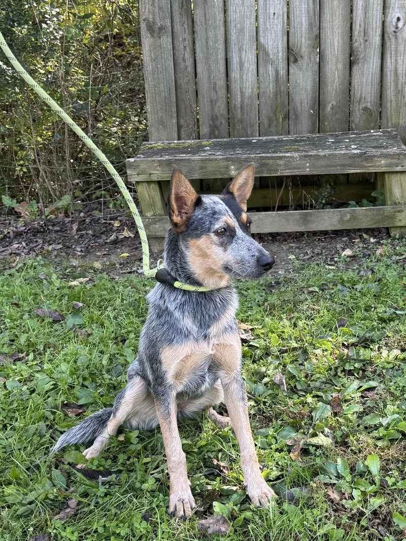 An adult medium-sized female Gray / Blue / Silver Australian Cattle Dog / Blue Heeler named Abby for adoption in Maynardville, TN