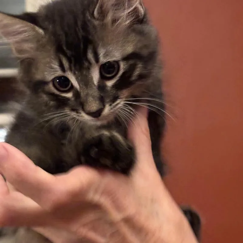 Whiskers thumbnail 2