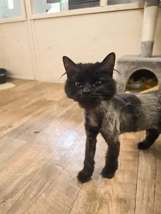 An adult medium-sized female Black Domestic Long Hair cat named Nacho for adoption in Prineville, OR