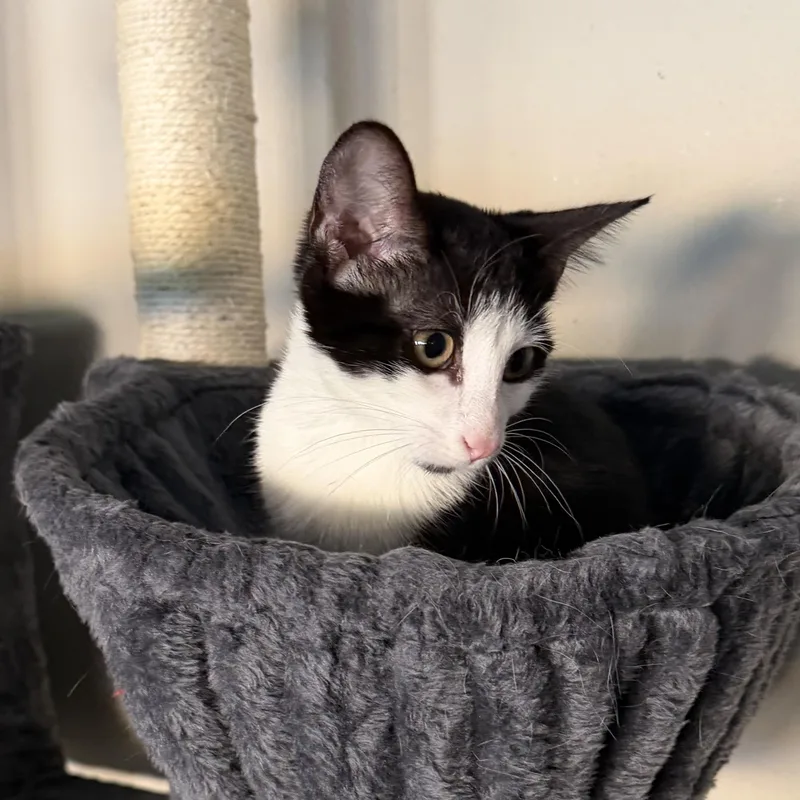 A baby small-sized female Black & White / Tuxedo Domestic Short Hair cat named Perdita for adoption in Bentonville, AR