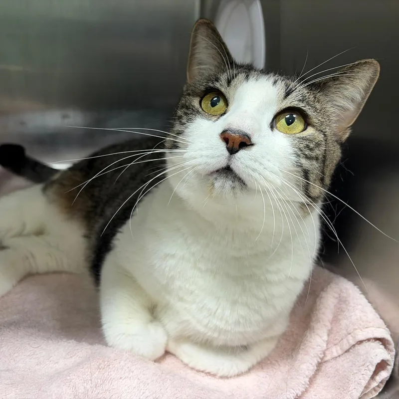 An adult large-sized female White Domestic Short Hair cat named Kenzie for adoption in Newark, NJ