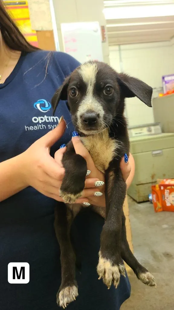 A baby medium-sized male Labrador Retriever dog named Kipp for adoption in Swainsboro, GA