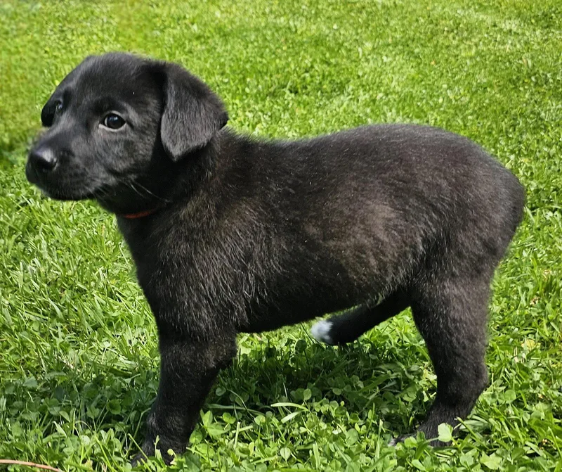 Puppy Frejo