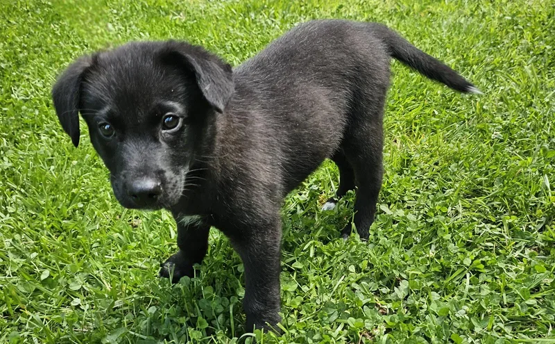 Puppy Frejo thumbnail 2