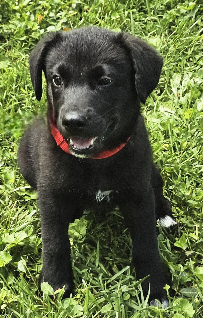 Puppy Frejo thumbnail 3