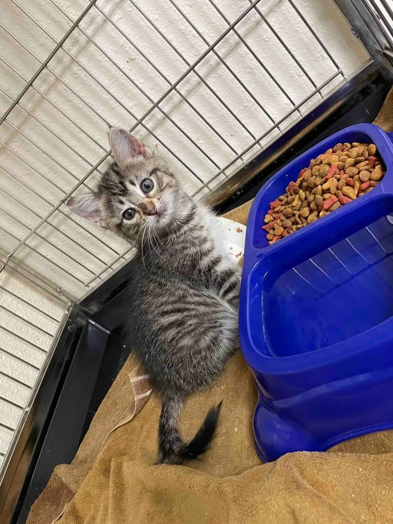 A baby small-sized female American Shorthair cat named Mai Tai for adoption in Glen Rose, TX