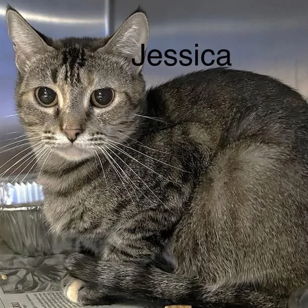 An adult medium-sized female Brown / Chocolate Domestic Short Hair cat named Jessica for adoption in Los Angeles, CA
