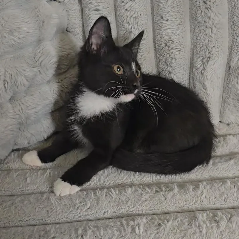 A baby small-sized female Black Domestic Short Hair cat named Agnes for adoption in Jarrettsville, MD