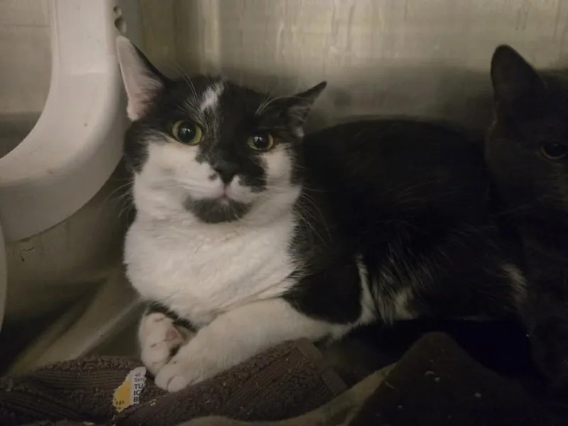 An adult medium-sized male Domestic Short Hair cat named Milkshake for adoption in Hagerstown, MD