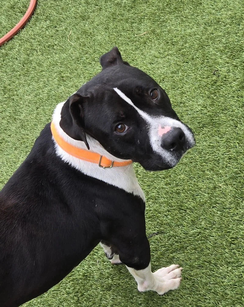 Waylon Jennings thumbnail 4