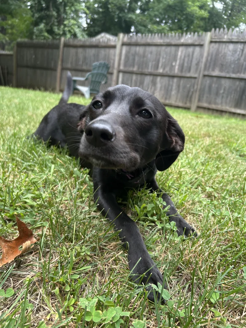 A young medium-sized female Black Labrador Retriever dog named Cinder for adoption in Simsbury, CT